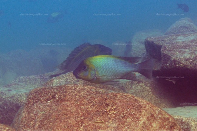 Petrochromis polyodon à Kasanga.
