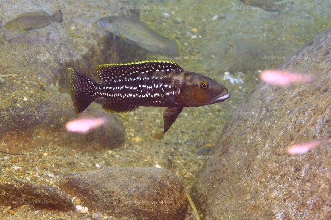 Lepidiolamprologus elongatus à Lyamembe.