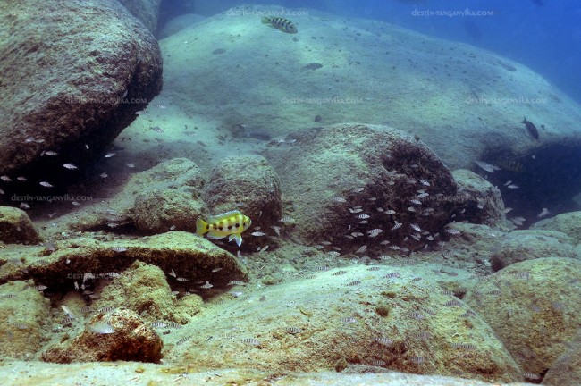 Neolamprologus sexfasciatus (jaune) à Mpimbwe (et alevins).