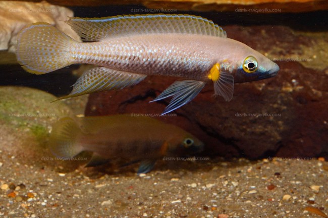 Neolamprologus nigriventris (couple en aquarium).