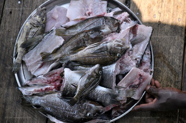 Repas de Petrochromis, Simochromis, Lobochilotes, Acapoeta, Lates à Nkondwe island.