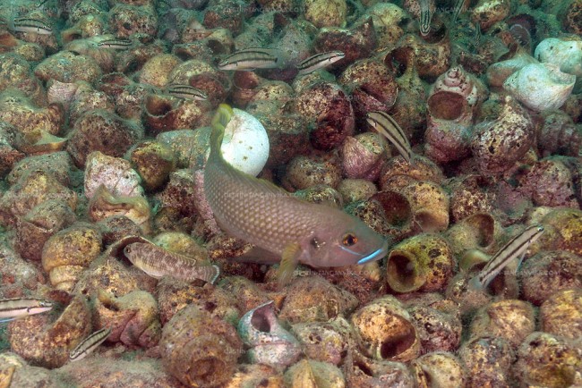 Neolamprologus callpterus (sur leur nid de coquilles) et Telmatochromis vittatus à Ulwile.