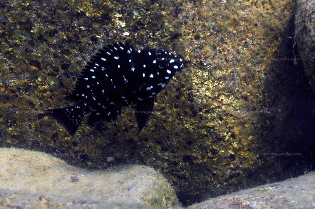 Tropheus duboisi (juvénile) à Maswa.