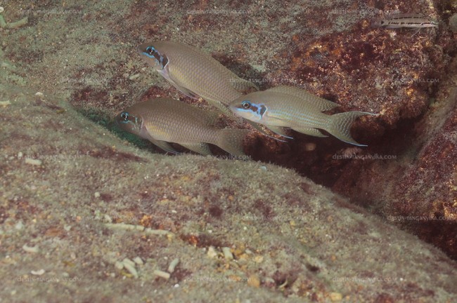 Neolamprologus brichardi à Mtosi.