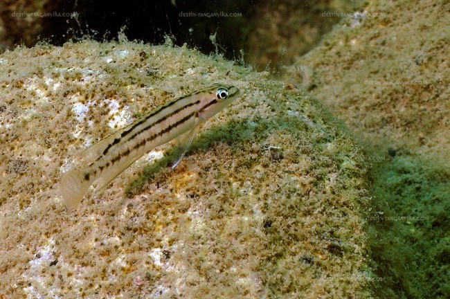 Telmatochromis bifrenatus à Maswa.