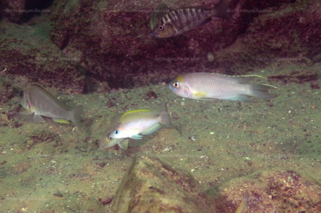 exLamprologus calliurus &quot;giant&quot; à Kasanga.