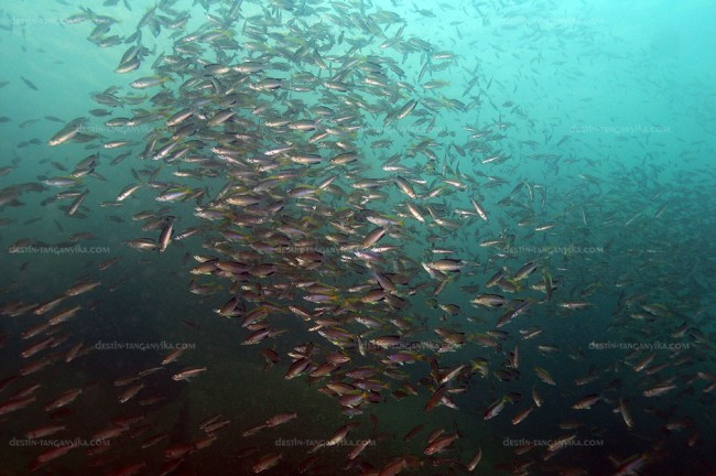 Cyprichromis leptosoma, sp. jumbo &amp; coloratus à Mtosi.