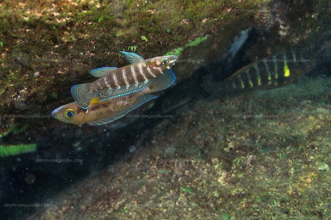 Neolamprologus cylindricus et furcifer à Mvuna.