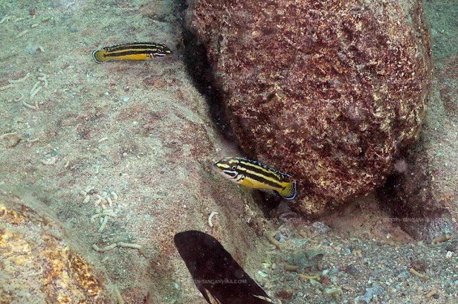 Julidochromis sp. kipili à Ulwile.