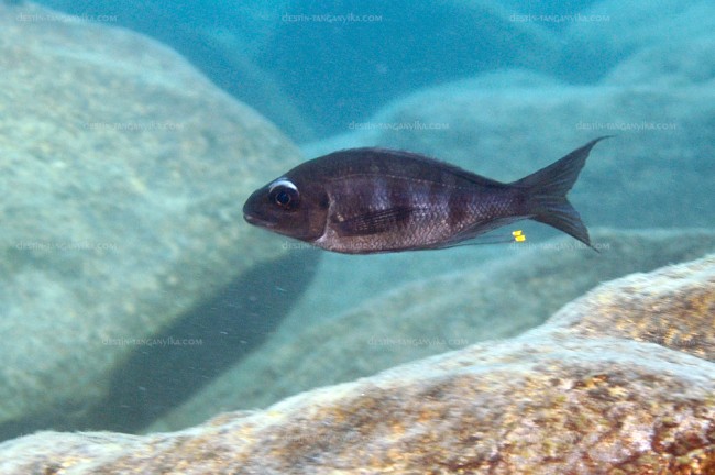 Ophthalmotilapia ventralis à Lyamembe.