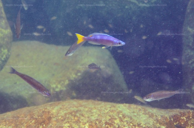Cyprichromis leptosoma (queue jaune) à Mvuna.