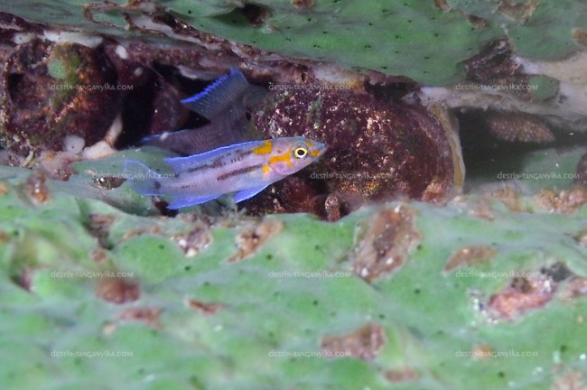 Neolamprologus sp. cygnus à Slaf rocks.