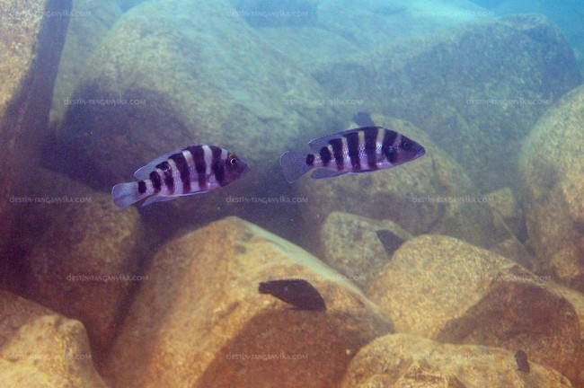 Neolamprologus sexfasciatus à Kasanga.