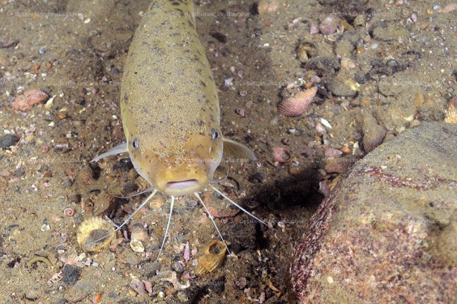 Malapterurus tanganyikaensis à Muzi.