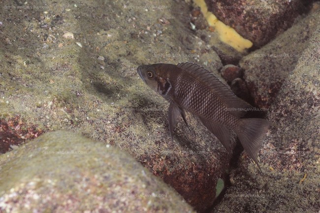 Neolamprologus savoryi à Muzi.