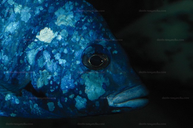 Placidochromis phenochilus.