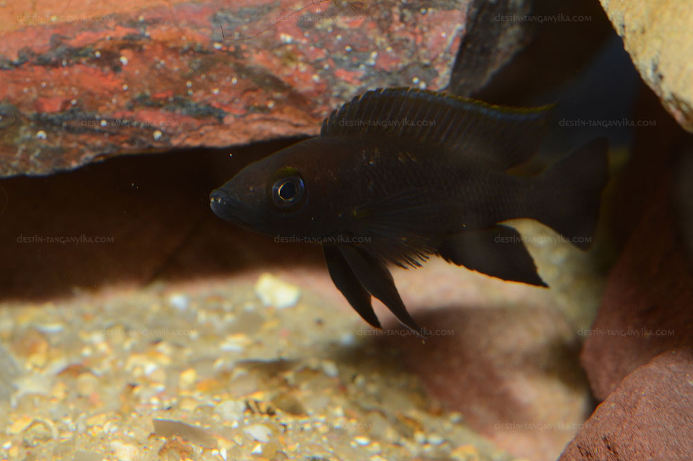 Neolamprologus nigriventris.