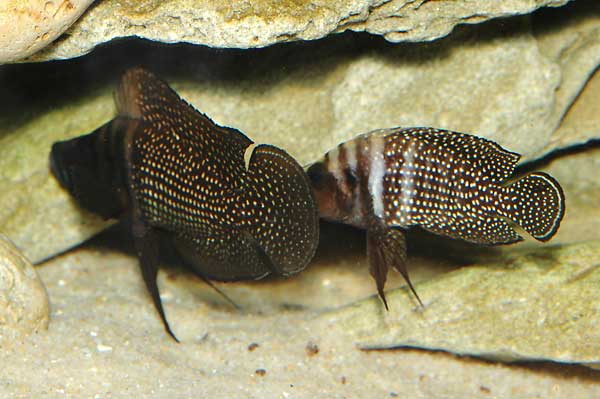 altolamprologus_calvus_blac.jpg