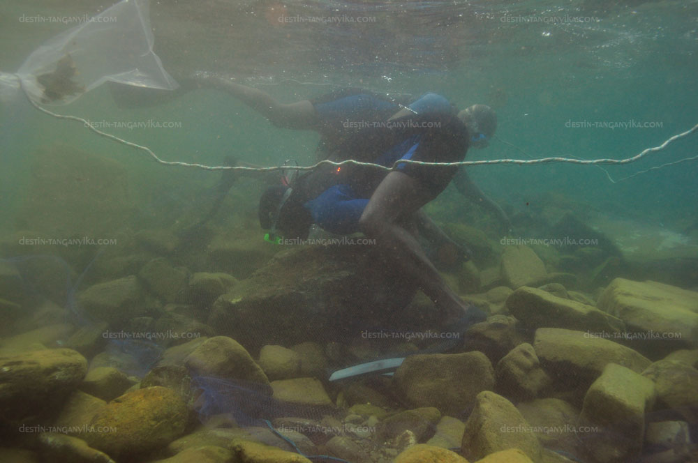 Pêcheurs de Petrochromis.