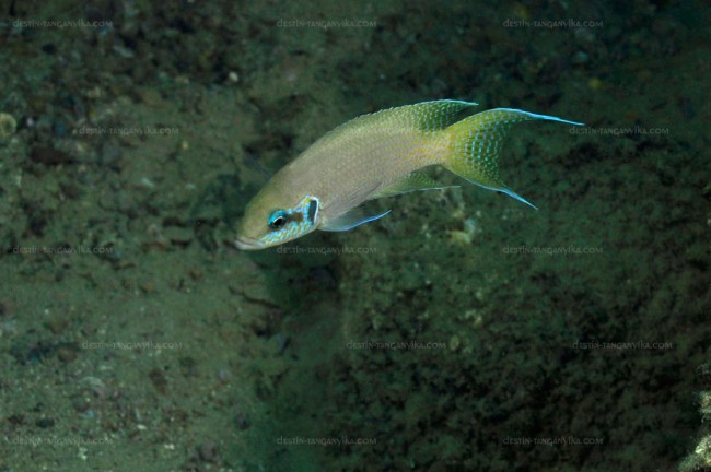 Neolamprologus brichardi (Kabogo).