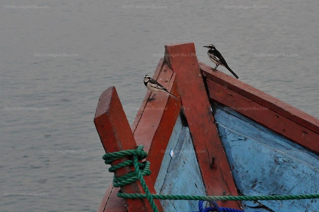 Bateau à Kolongwe.