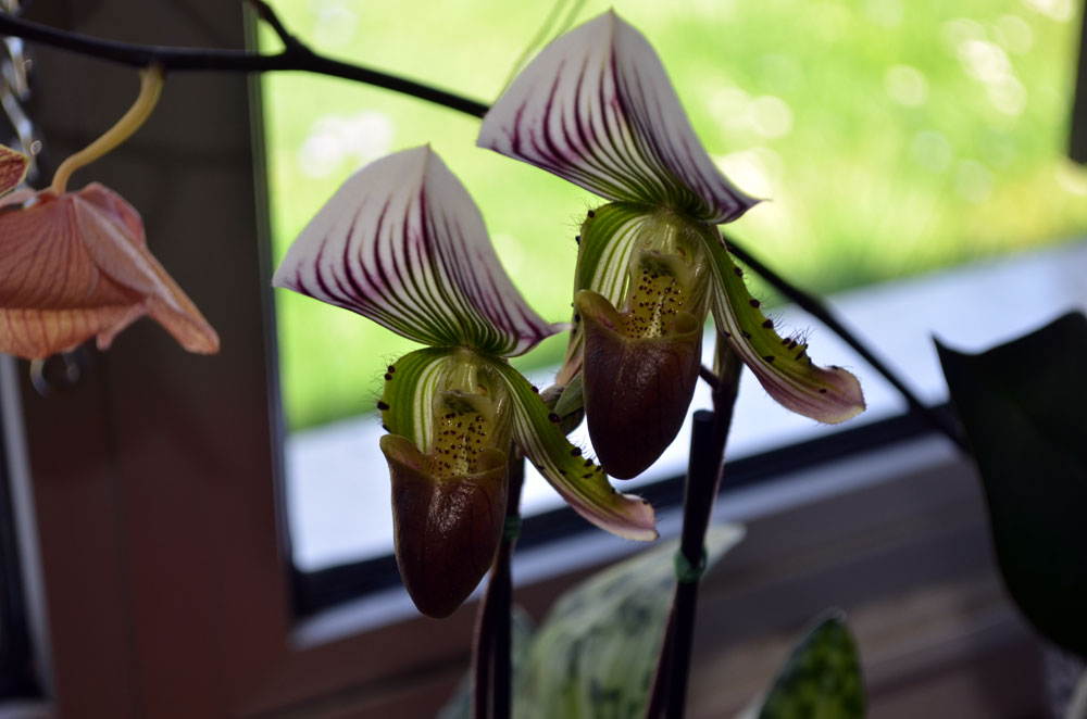 Paphiopedilum calosum