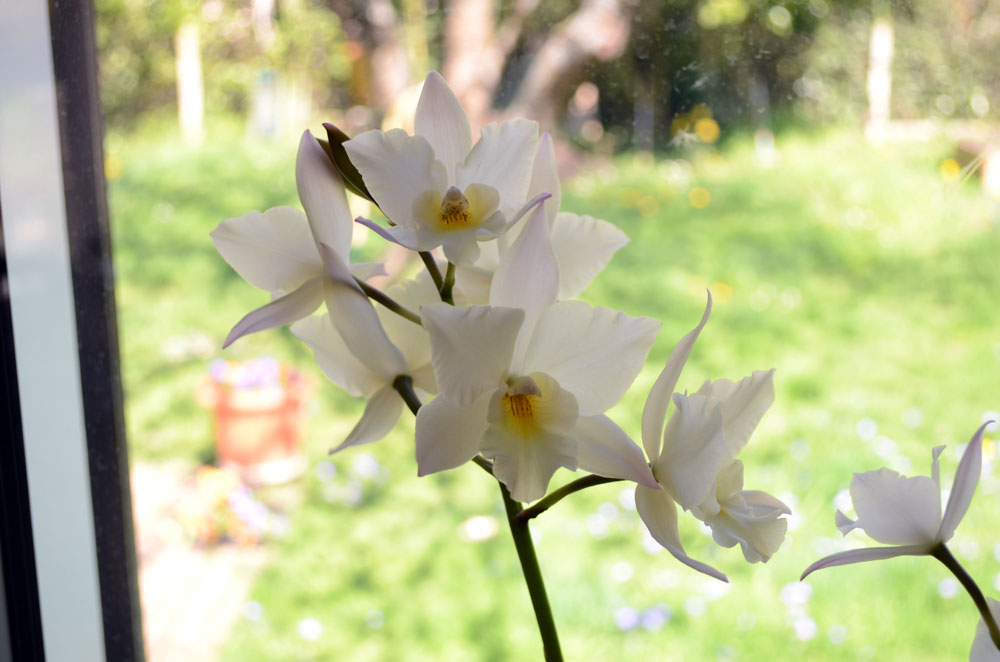 Cattleya sp.