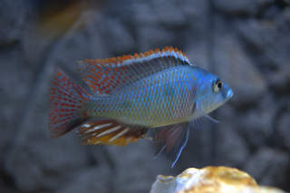 otopharynx tetrastigma