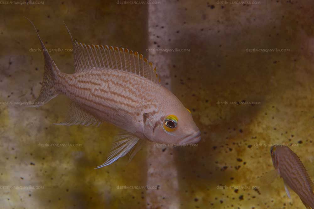 Neolamprologus olivaceous.