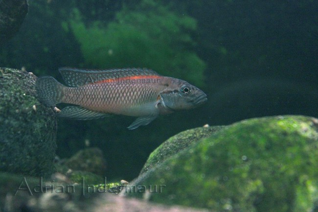 Telmatochromis sp. lufubu