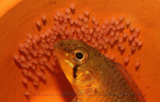 Apistogramma-uaupesi-a.jpg