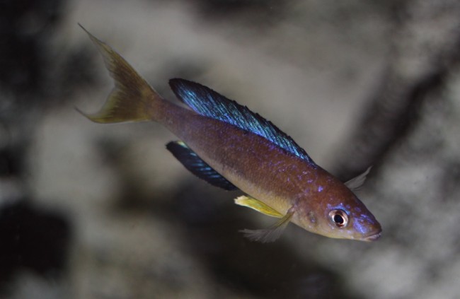 Cyprichromis microlepidotus .jpg