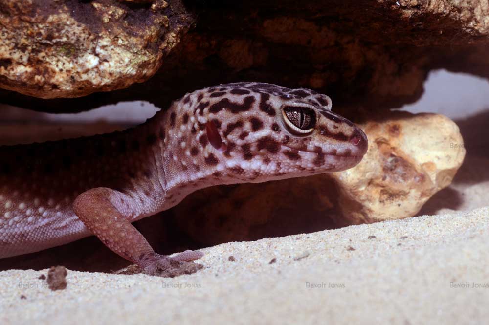 Gecko léopard (femelle)