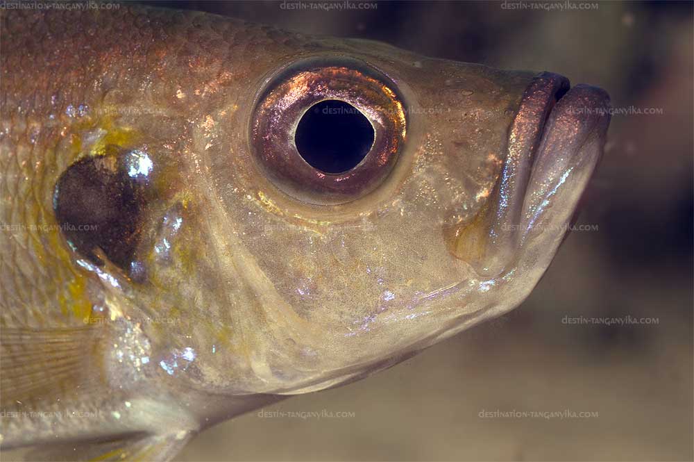 Greenwoodochromis bellcrossi