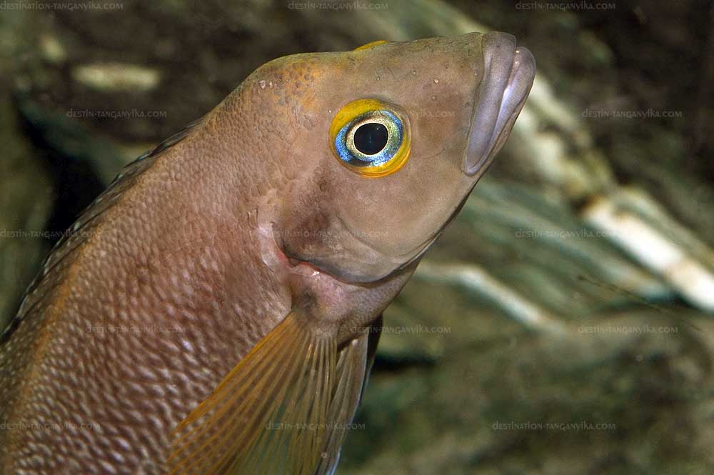 Neolamprologus furcifer