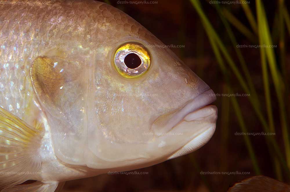 Limnochromis staneri