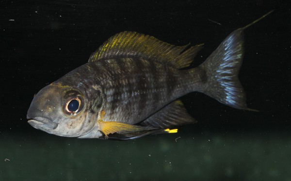 P.Tawil Ophthalmotilapia nasuta Resha C120527A 021.JPG