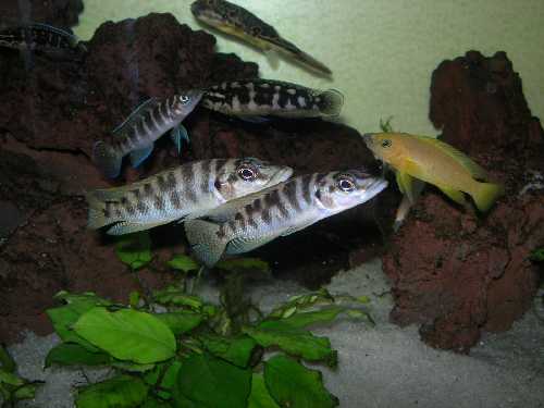 ALTO-FASCIATUS.jpg