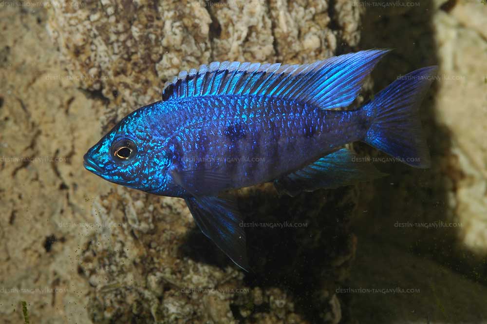 Copadichromis azureus Nkhomo.