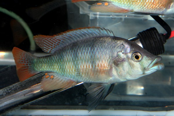 P.Tawil Haplochromis chilotes C091024A 015.jpg