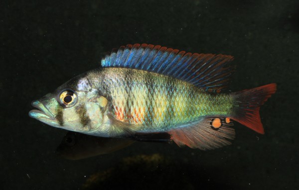 P.Tawil Haplochromis chilotes C140208B 068.JPG