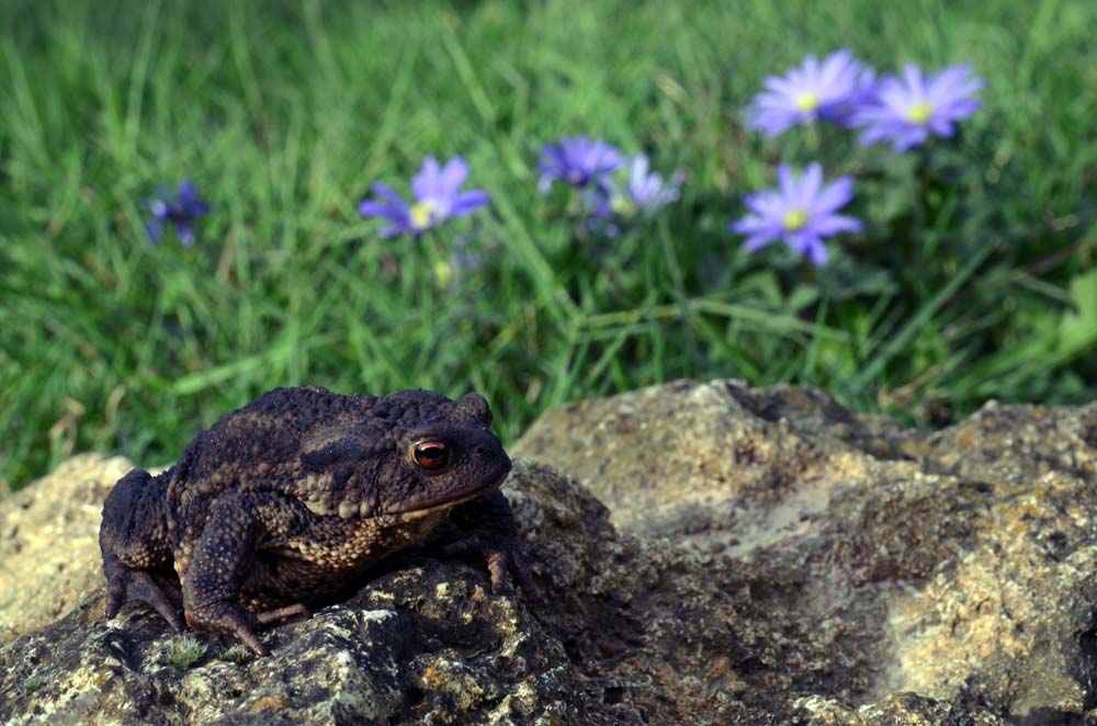 bufo-bufo-h-c.1.jpg