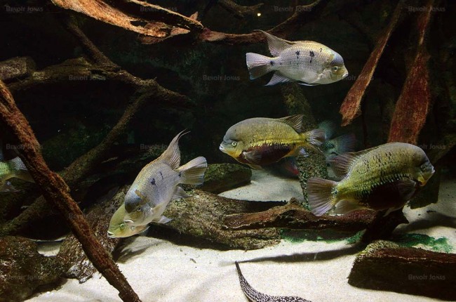 Aquarium Amérique centrale MAAO.