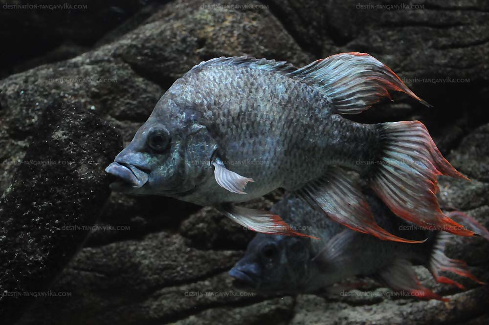 Ptychochromis insolitus.