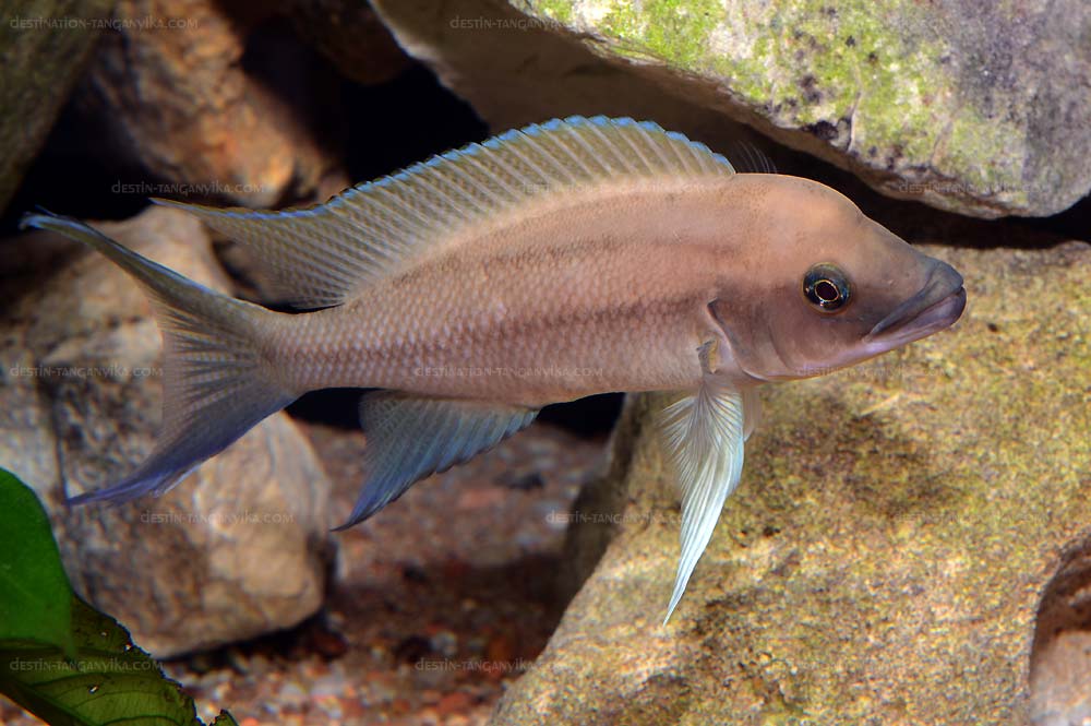 Neolamprologus longicaudatus