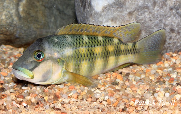 P.Tawil Orthochromis stormsi Kinshasa.JPG