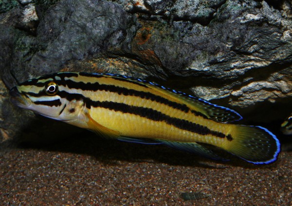 P.Tawil Julidochromis sp. regani Kipili.jpg