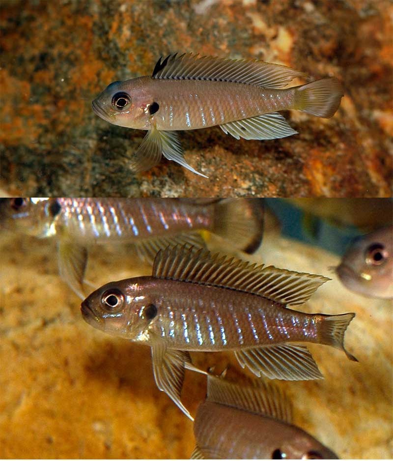 Dichromatisme Triglachromis, femelle en haut, mâle en bas.
