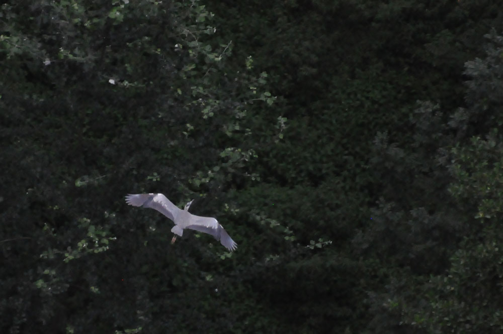 Héron vu du ciel.