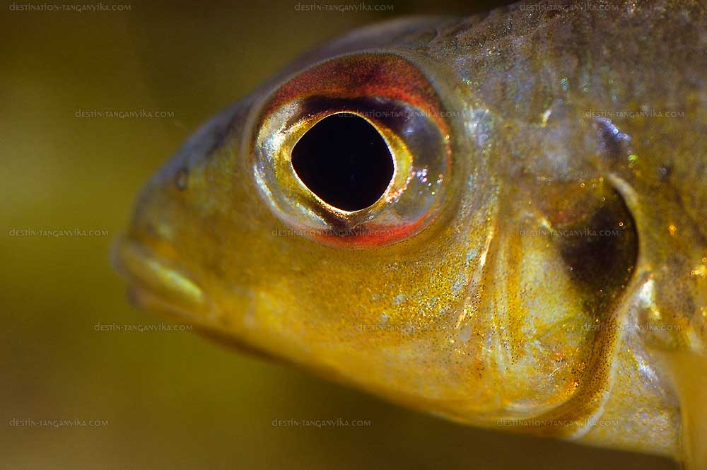 Callochromis melanostigma